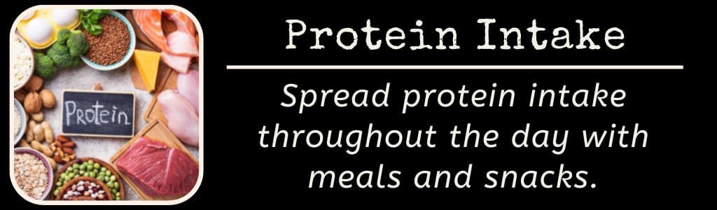 Protein Intake Throughout the Day