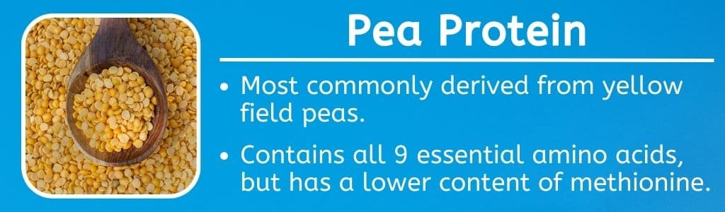 Pea Protein for Athletes 