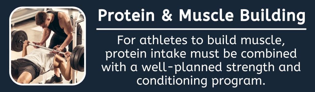 Protein and Muscle Building - For athletes to build muscle, protein intake must be combined with a well-planned strength and conditioning program.